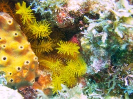 Golden Crinoid IMG 6354
